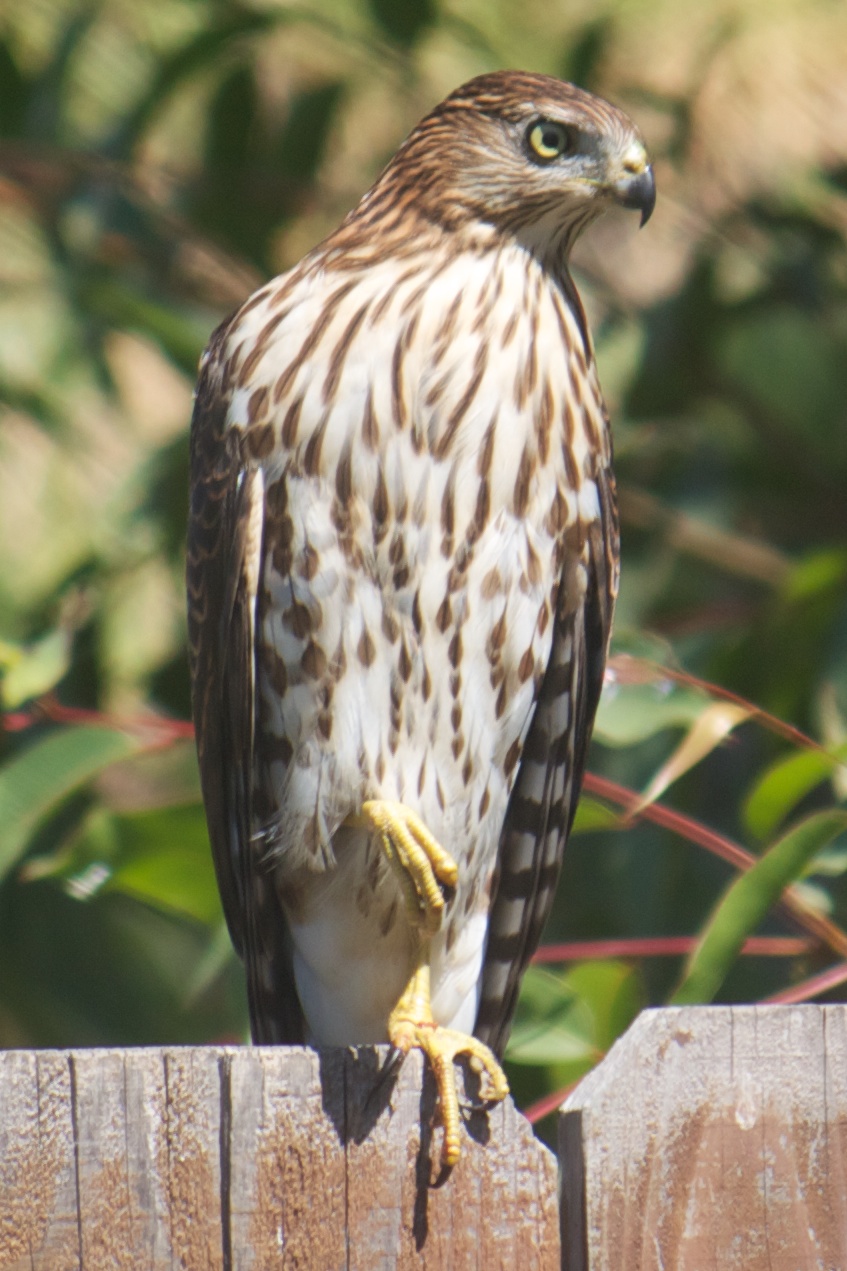 Young Coopers Hawk