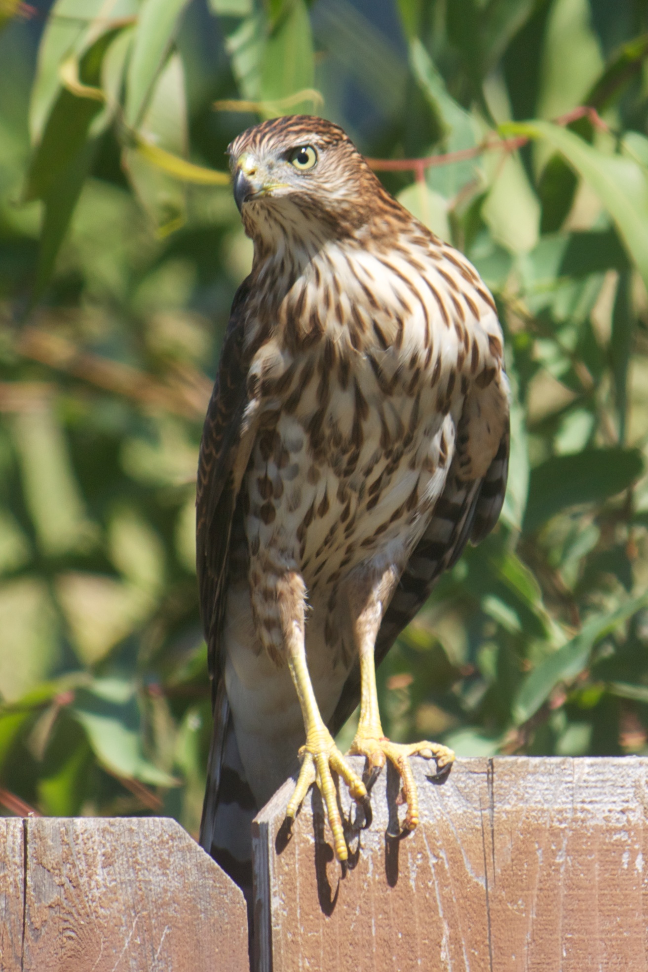 Young Coopers Hawk