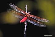 Red Dragonfly